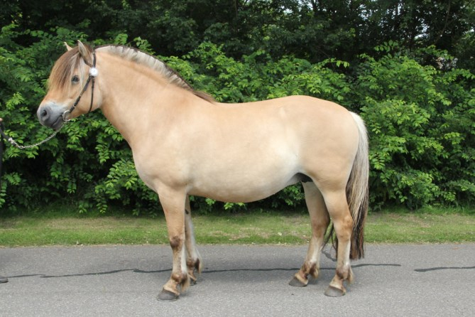 Voor de paarden, Albert en de andere begeleiders van de manege wordt het hard werken om de deskundige jury te overtuigen van de kwaliteiten van de paarden.