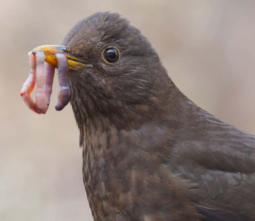 Vogeltelweek voor scholen: VOOR DE LEERKRACHT Wat eten vogels in de natuur?