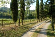 olijfgaarden, grote Toscaanse villa s en boerderijen, afgewisseld met hier en daar een stukje aangenaam verkoelend bos.