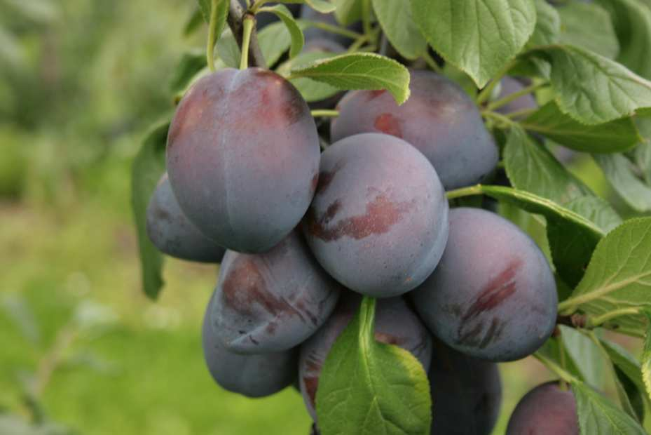 1. Inleiding De Lazoet-rassen zijn door PPO-Fruit indertijd geselecteerd op basis van smaak op het moment dat de vruchten eetrijp aan de bomen hangen.