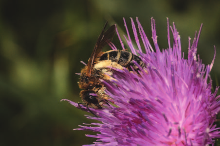 Het feit dat de Vierbandgroefbij samen met diverse andere bijensoorten werd aangetroffen in steilwandjes op een redelijk voedselrijk en op het eerste gezicht niet al te interessant graslandje