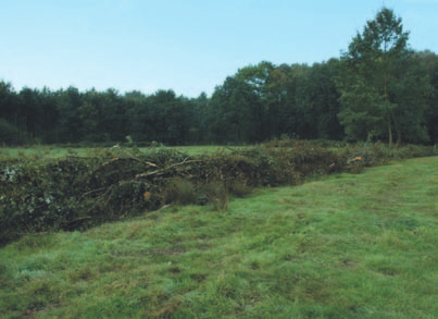 natuurhistorisch maandblad september 2012 jaargang 101 9 161 a b Figuur 5 Habitatontwikkeling voor de Boomkikker (Hyla arborea); a) door snoeihout in rillen te verwerken ontwikkelen zich dichte