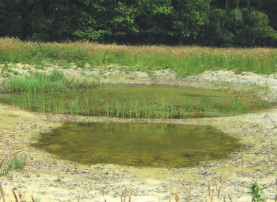 Zij vormen optimaal zomerhabitat voor de Boomkikker, b) in en rond het Vreewater werden in totaal tien wateren aangelegd of heringericht als voortplantingswater voor de Boomkikker (foto s: Ben