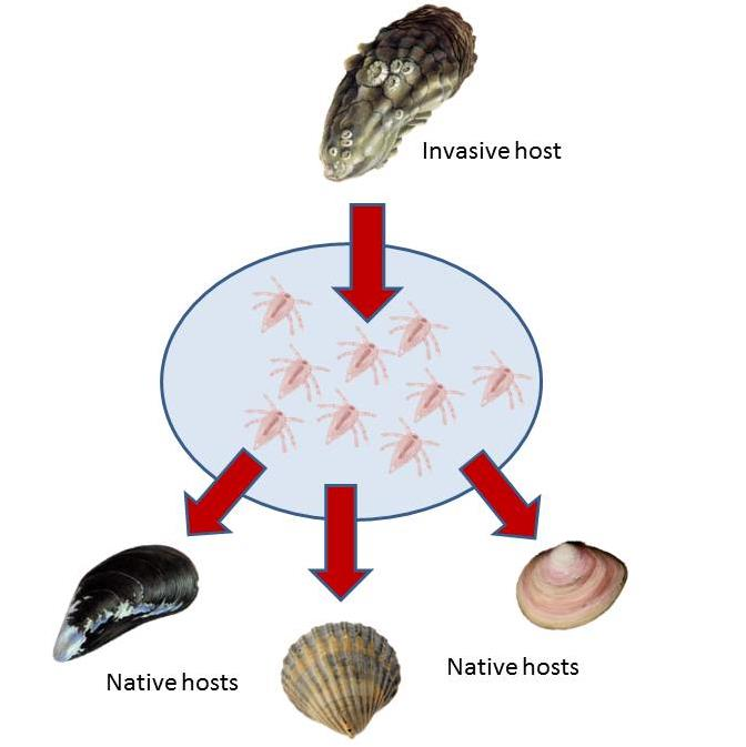 Spill-over of Mytilicola orientalis