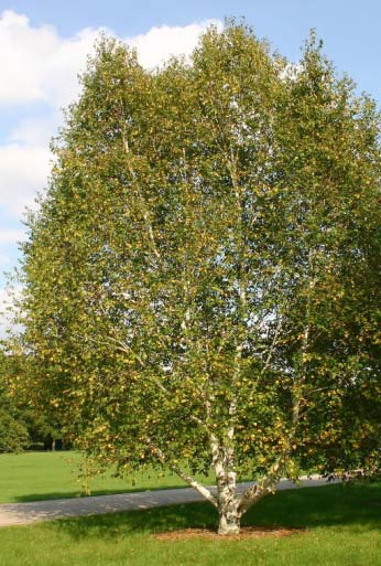 Bomen Ailalt latijnse naam Ailanthus altissima