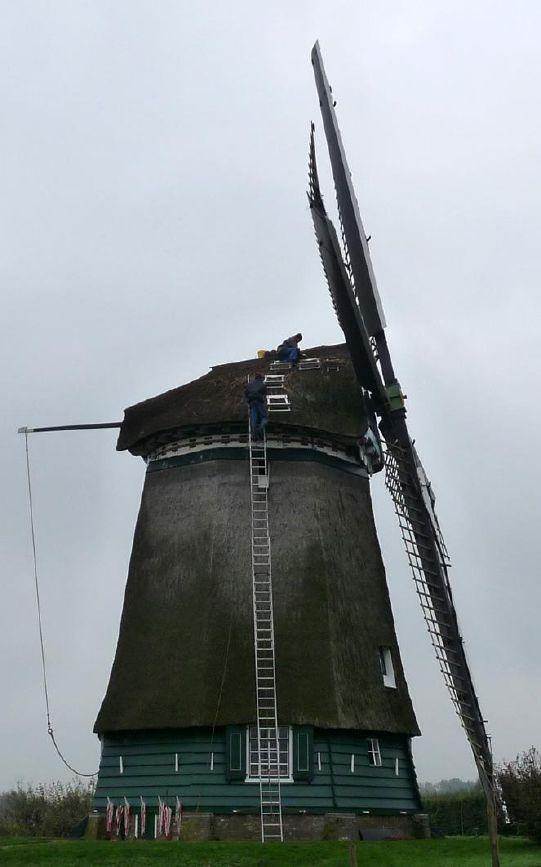 herstelwerk van het molenriet Rietdekker Dikkers-Kolijn heeft in