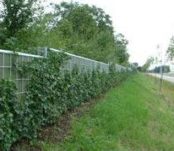 Groene geluidswanden Absorberend