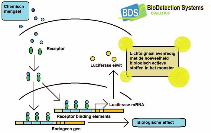 2.2 Bioassays Voor het meten van oestrogene en glucocorticoïde activiteit is gebruikt gemaakt van ER- en GR-CALUX 1 assays. Figuur 4. Schematisch overzicht van de CALUX methode.