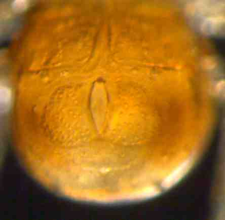 Neumania vernalis (mn) ventraal