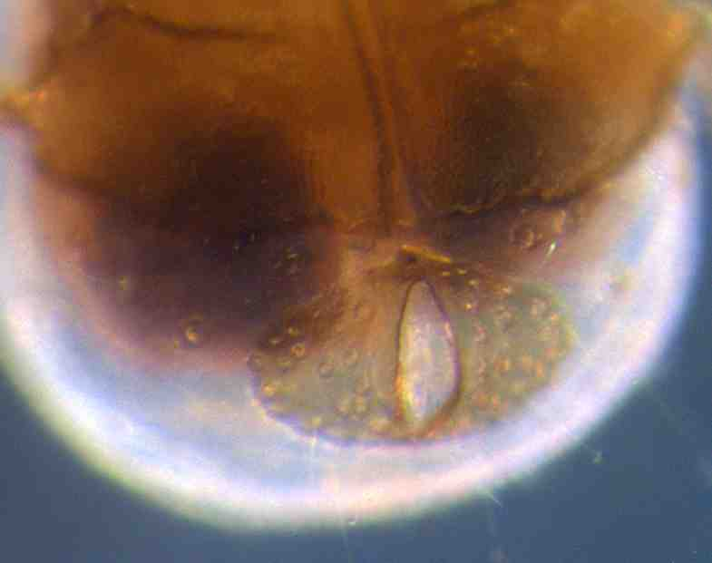 Figuur 8. Neumania spinipes (mn) ventraal (foto: Ws Groot Salland) Figuur 9. Neumania imitata (mn) ventraal (foto: Ws Groot Salland) 8.