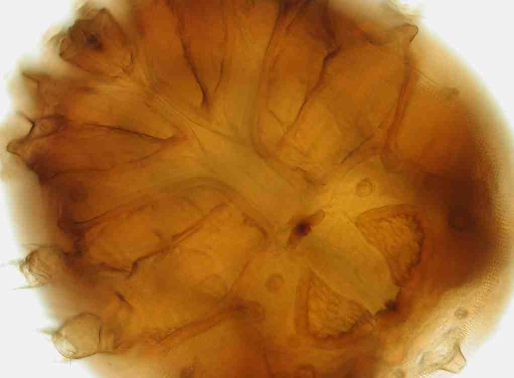 Figuur 16. Neumania verrucosa (vr) ventraal (foto s: Ws Groot Salland) De verspreiding van Neumania-soorten in Nederland Neumania deltoides (bron: Limnodata.