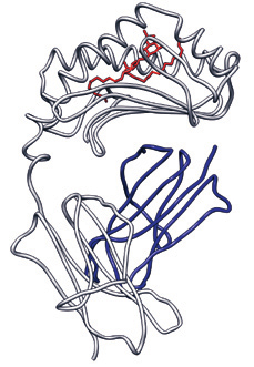 De liganden voor KIR2DL1 zijn HLA-Cw-moleculen met een aminozuur lysine op positie 80 (HLA-Cw groep 2), terwijl KIR2DL2 en -2DL3 juist