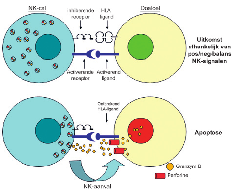 kend zijn, lijkt het er op dat deze liganden vrij breed tot expressie komen aangezien vrijwel alle celtypes kunnen worden gedood door NK-cellen.