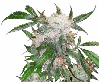 18 KLASSIEKERS White Widow Auto White Widow White Widow X The Ultimate White Widow is een veelvoudig prijswinnaar en werd e e n van de grote klassiekers.