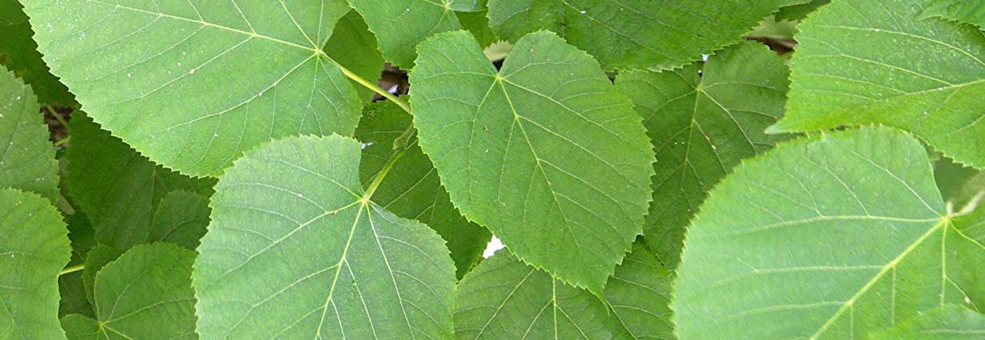 4 Communicatiemiddelen en informatievoorziening / afbeelding 20 Hollandse Linde (Tilia x europaea) afbeelding 21