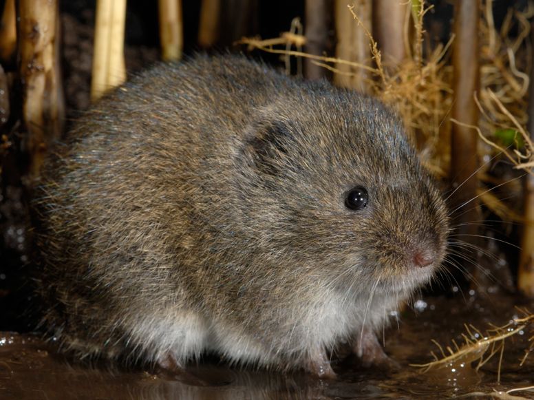 Doel beheerplan Dit beheerplan vormt het kader voor het natuurbeheer en de activiteiten in de zes Natura 2000 gebieden in het IJsselmeergebied.