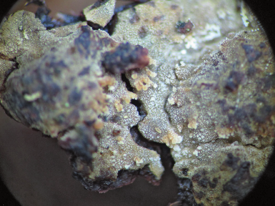 Figuur 7. E. griseobrunnea; foto gemaakt door de stereomicroscoop van de vondst van 7 juni waarop de witte bestrooiïng en de bultjes te zien zijn.