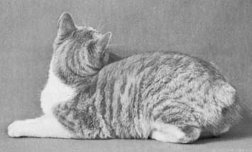 Fig. 4.2 Manx (Manxkatten hebben een korte staartstomp). Haarloze katten Deze katten zijn niet helemaal kaal, maar hebben een beetje haar op de poten en staart.