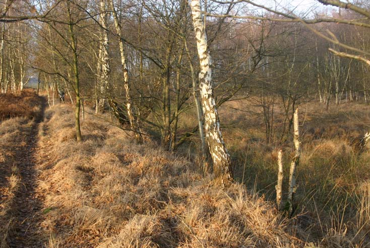 Behalve plaggen en brandstof leverden de woeste gronden nog enkele andere producten.