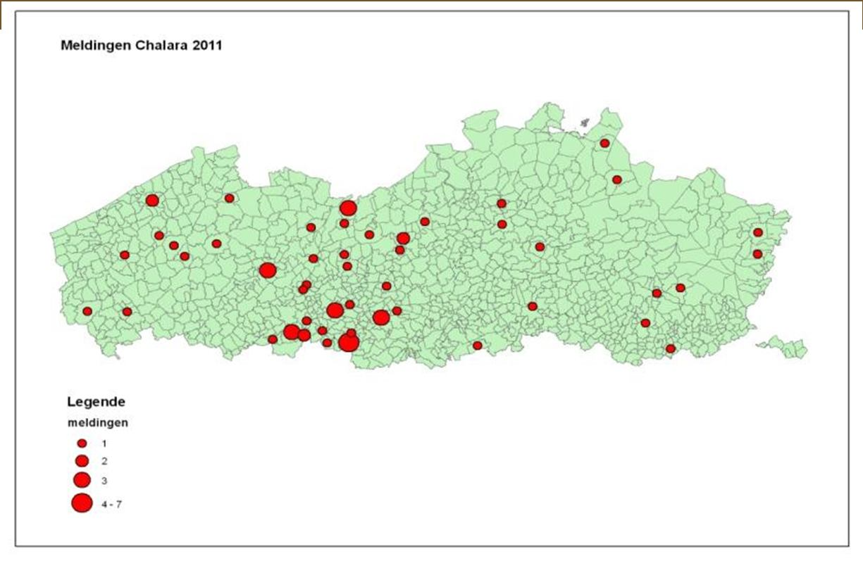 Meldingen van Chalara fraxinea in het Vlaamse Gewest in 2011 (aantal per gemeente) Schade (% afgestorven/beschadigde bomen) 1-10 % 11-25 % 26-50 % > 50 % Totaal Afgestorven bomen Enkel