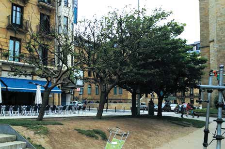 Afbeelding 5 Bomen beschermen bomen op het Palaceplein te Scheveningen. Zeewind en zoutspray zijn de belangrijkste beperkende groeiomstandigheden van houtachtige gewassen aan zee.