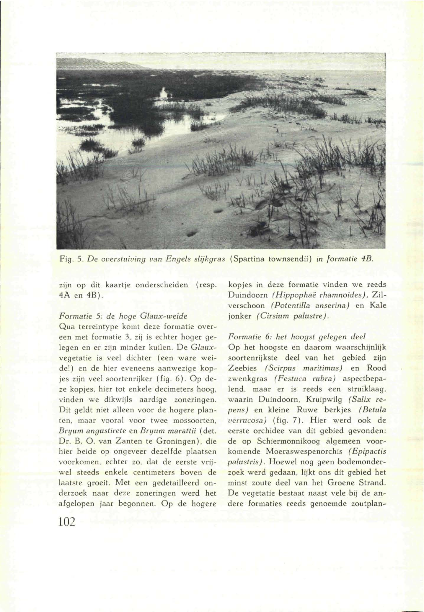 Fig. 5. De overstuiving van Engels slijkgras (Spartina townsendii) in formatie 4B. zijn op dit kaartje onderscheiden 4A en 4B). (resp.