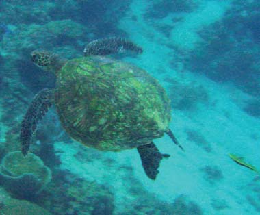 In zee werden tijdens het duiken bij twee gelegenheden Soepschildpadden (Chelonia mydas) waargenomen, eerst twee exemplaren met respectievelijk drie en twee zuigvissen (Echeneis naucrates) bij