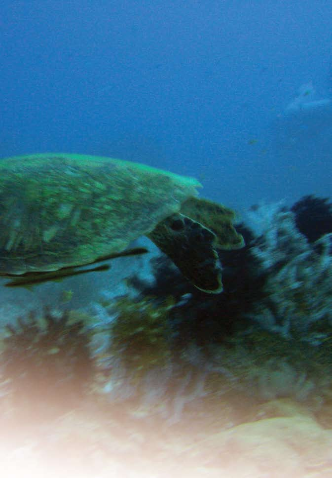 Soepschildpad, Chelonia mydas (Cebu) Literatuur