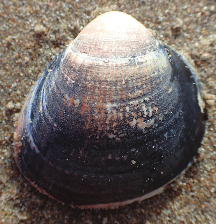 48 horen Acteon tornatilis (juveniel), 65x gevlochten fuikhoren Nassarius reticulatus (hele juveniele verse exemplaren), 55x stomp traliehorentje Chrysallida sarsi, 1x schepje Philine aperta en een