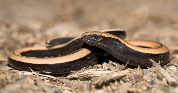 Hagedissen Hazelworm Anguis fragilis De hazelworm lijkt een slang, maar is een pootloze hagedis.