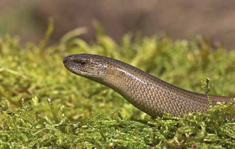 Veel aspecten van hun biologie, waaronder bijvoorbeeld hun dagelijkse cyclus, zijn vrijwel onbekend.