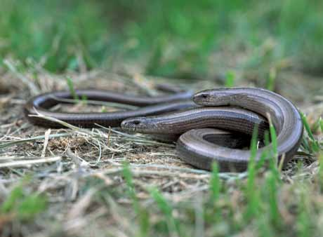 summary Slow worm Anguis fragilis Distribution: The slow worm is present in all provinces, except Zeeland.