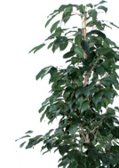 Buxus bol 250 116 Ficus,