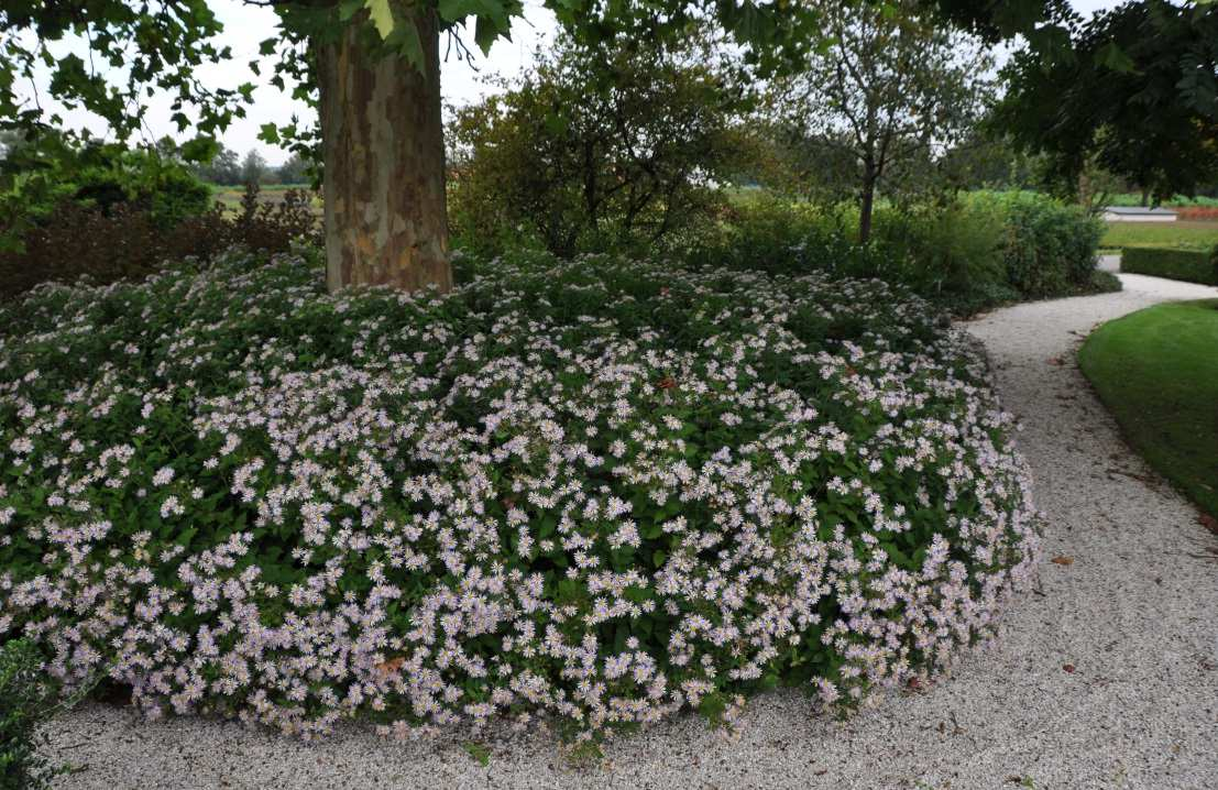 Echinacea Bv.