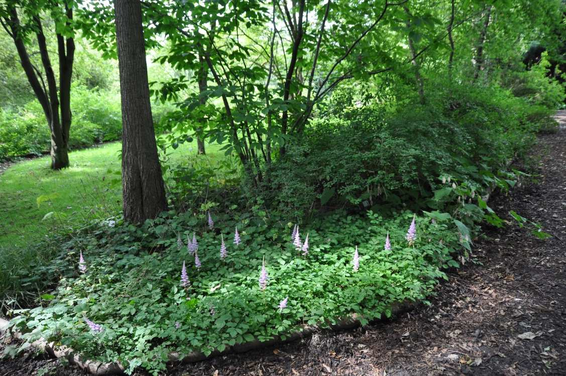 Semi-natuurlijke plantengemeenschap