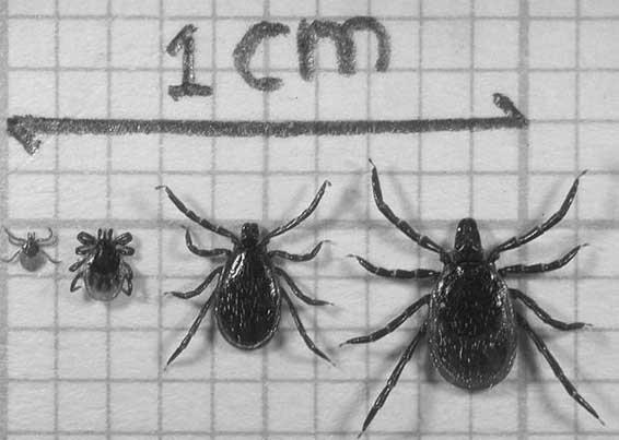 Teek Ixodes ricinus: vrouwtjesteek Levenscyclus van de teek Teken hebben vier levensstadia: ei, larve, nimf, en adult.