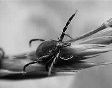 Teek Ixodes ricinus: larve nimf mannetje vrouwtje (foto: Fedor Gassner) Op bovenstaande foto is te zien hoe klein teken in de larve en de nimf stadia zijn!