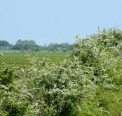 slingerend karakter krijgen en het uiterlijk krijgen van een natuurlijke beek.