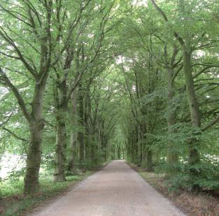 Lanen Langs de hoofdontsluitingswegen worden dubbele laanbeplantingen aangebracht met op de groeiplaats aangepaste soorten.