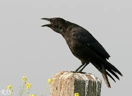 7 Roofvogeltelling Afgelopen zondag 12 januari hebben wij wederom de roofvogels geteld in het Horsterwold. We zijn om 10.00 uur vertrokken en waren tegen 15.00 weer thuis.