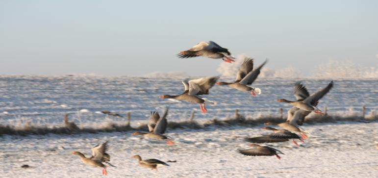 Inhoud Deel 1: Bkl in vogelvlucht Wat zit er wel en niet in het Bkl?