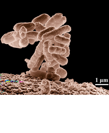 Bestudeer de kennisbank. KB: Bacteriën, voortplanting en verspreiding Vorm tweetallen: Bestudeer de vermenigvuldiging van bacteriën.