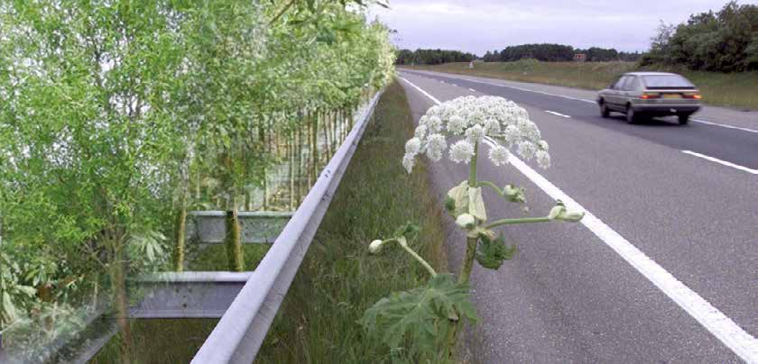 laten lopen Vervolg: regelmatig afmaaien.