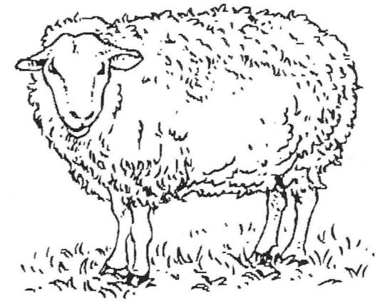 Denk terug aan ons bezoek aan de kinderboerderij. Weet jij nog hoe een schaap eruit ziet? Schrijf op.