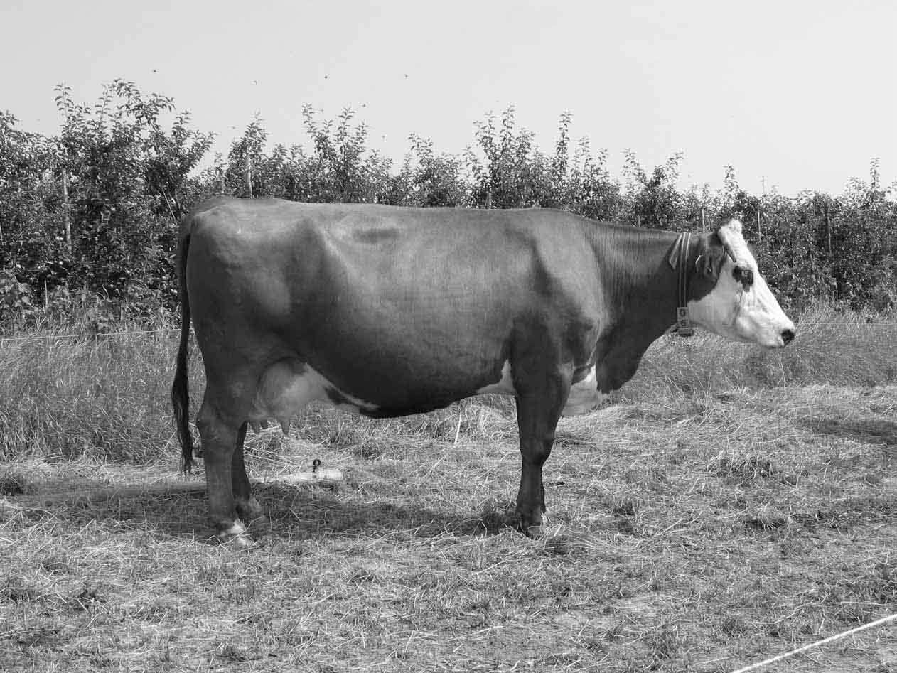 Favoriete koe De favoriete koe van: Hein Hoogeveen te Noordwijk (ZH). Als reactie bij de enquete stuurde Hein Hoogeveen een foto van de zwartblaar Lord Lilydochter Gonda 21.