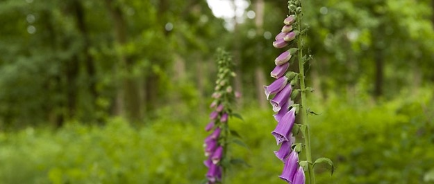 Voorwoord In het voorliggende document wordt de visie van Natuurmonumenten op de ontwikkeling van het Heidenatuurpark gepresenteerd.