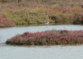 Steltkluut, Himantopus himantopus.