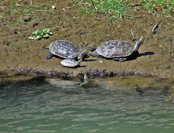 Mauremys rivulata van de omgeving ondersteunt zeker de mogelijkheid van het natuurlijke voorkomen van de soort op deze plaats. Van John McLaren (pers. med.