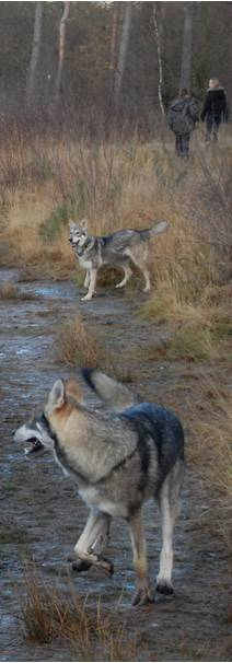 Casus Saarloos Wolfhond (1932) Fleuri (Wolvin) Gerard v.d. Fransemum Assia v.d. Kilstroom Pittah I v.