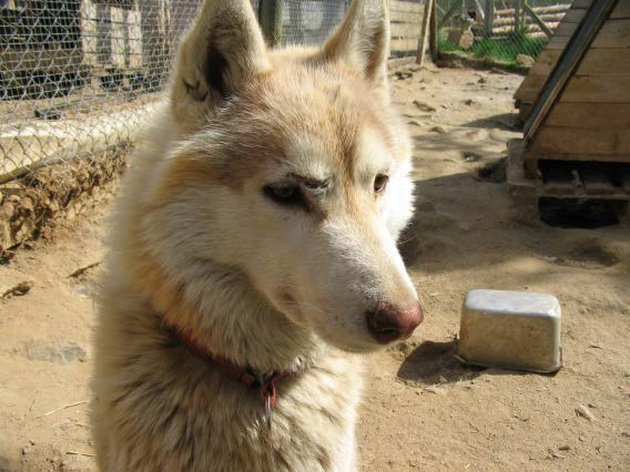 Oudste rassen Middle Eastern Grey Wolf Chinese Shar-Pei Shiba Inu Chow Akita